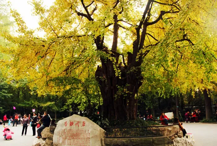 成都看银杏去哪儿 盘点成都十大银杏观赏地及周边好房(上)-成都二手房 搜房网