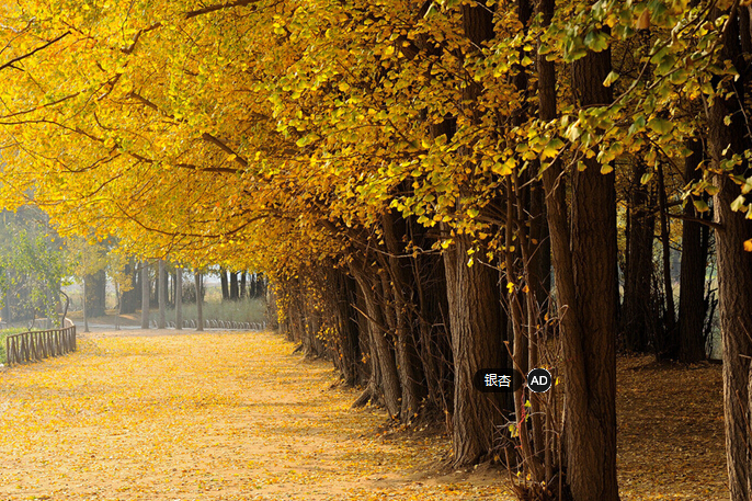 四川秋季旅游景点 盘点成都十大银杏观赏地及