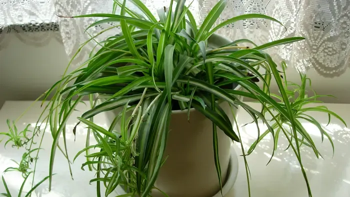 这些土法不靠谱! 新房快速除甲醛最好的3种方