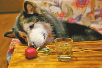 虐死单身狗
