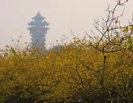 2016成都哪里可以看梅花?成都赏梅地图及周边