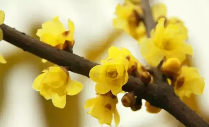 2016成都哪里可以看梅花?成都赏梅地图及周边