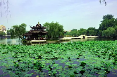 荷花池