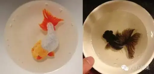 最强大脑之后 仙人王昱珩再次出山竟是为了她!-广州新房网-搜房网