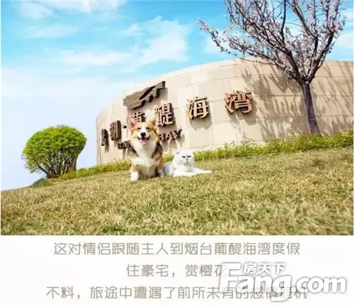 美短和柯基在龙湖葡醍海湾的假日危情