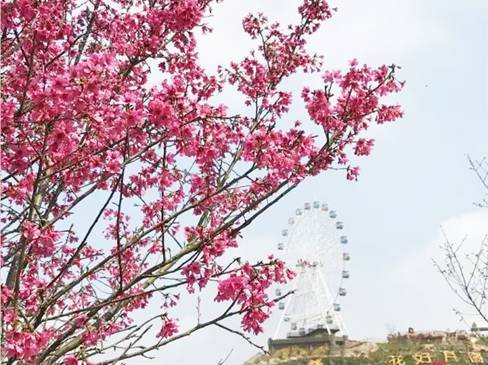 是江门五邑地区较大的樱花观赏风景区,园区内种植的樱花树满布在长城