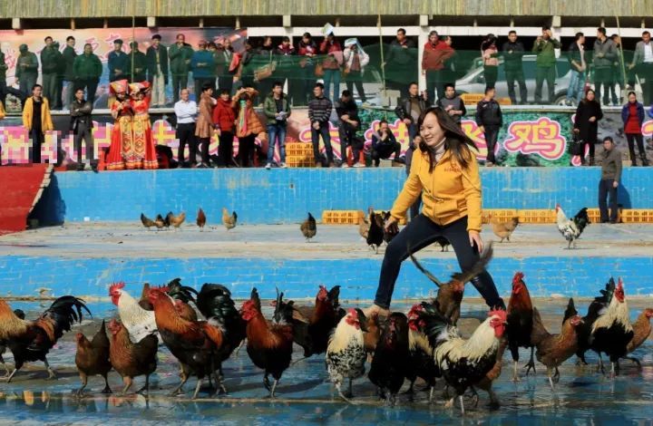 重磅消息！10月21日桂林全城抓鸡！