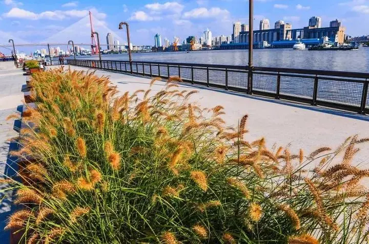杨浦滨江