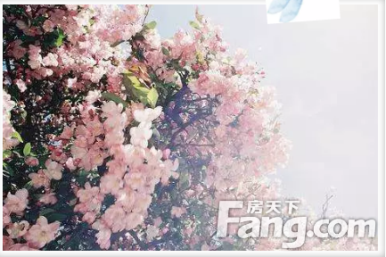碧桂园·新城·华府丨陌上花开，可缓缓归矣