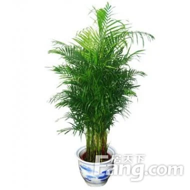 凤尾竹叶子发黑怎么回事如何养呢