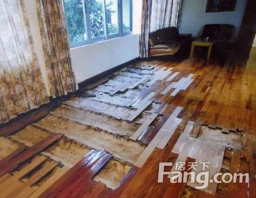 家庭白蚁的危害有哪些 木地板如何预防白蚁