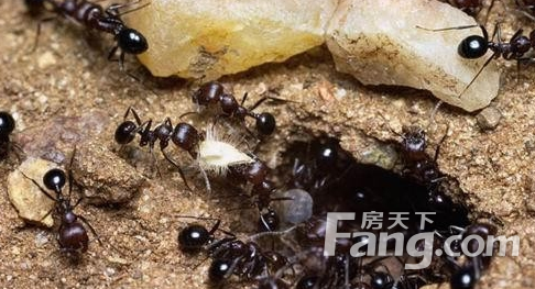 怎样消灭蚂蚁 消灭蚂蚁的方法有什么