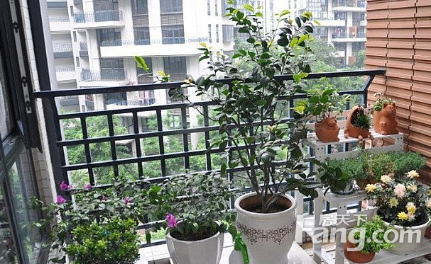 阳台种什么植物风水好,不宜种植的有哪些?