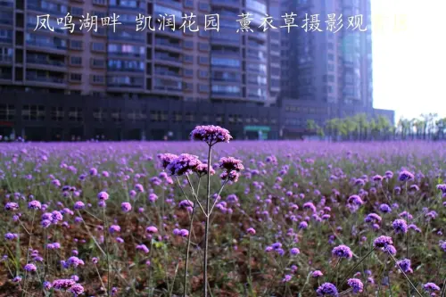 凯润花园实景图实景图（2015.6）