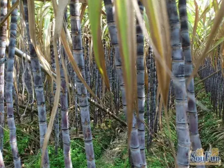 蔗甜情暖 搜房网携手义工团队开展 爱心公益 活动