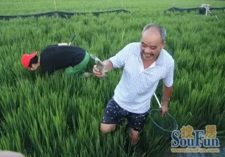 鱼悦生活 捕鱼达人 竞在和协风格璟院专属农场