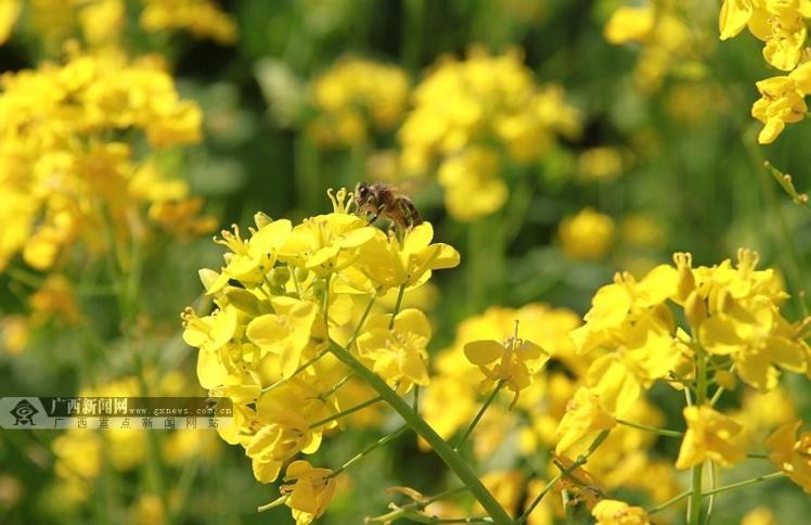 隆林完成5万亩油菜花种植 现已陆续开花(高清组图)