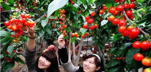 2015年青岛周边樱桃采摘攻略 樱桃的n种做法盘点